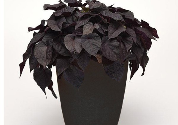 Ipomoea batatas Black Heart