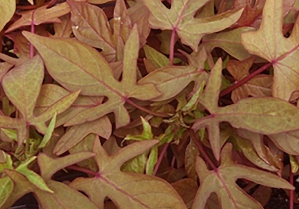 Ipomoea batatas Bronze