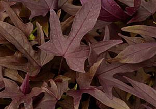 Ipomoea batatas Red
