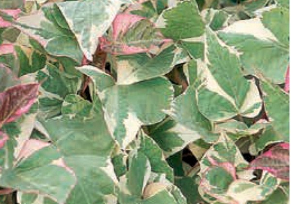 Ipomoea batatas Colored Leafs