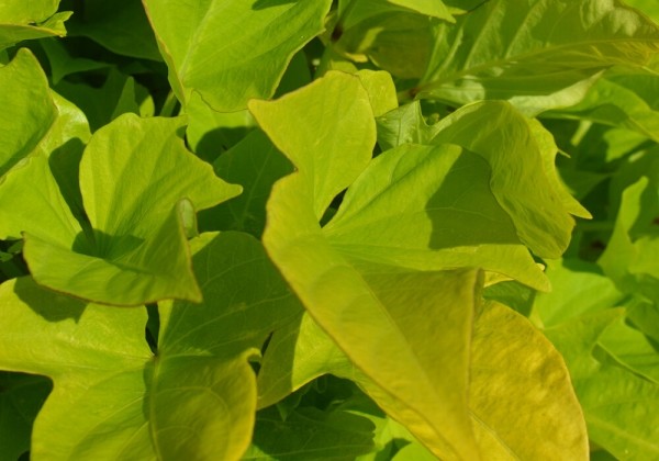 Ipomoea batatas Compact Yellow