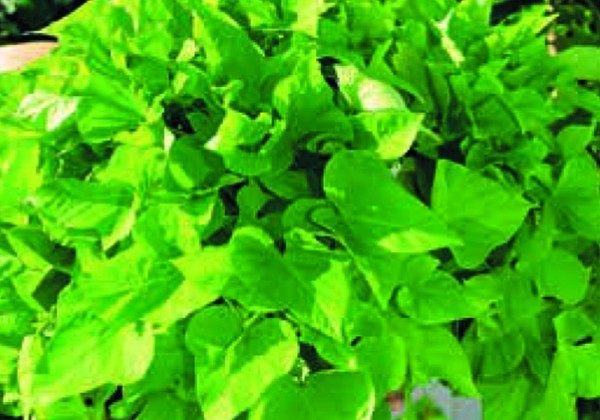 Ipomoea batatas Yellow