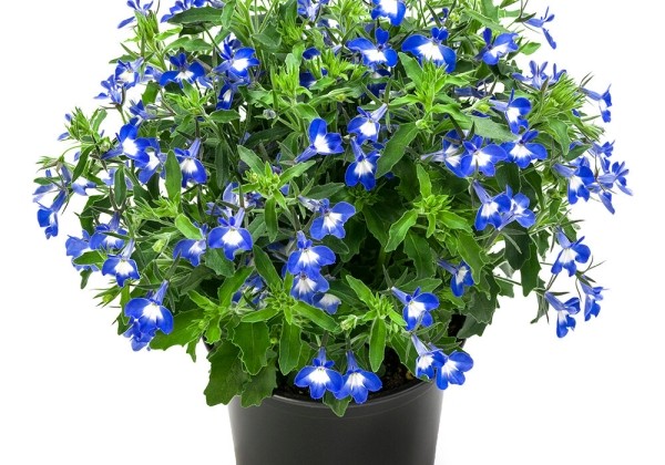 Lobelia erinus  Hot Bavaria