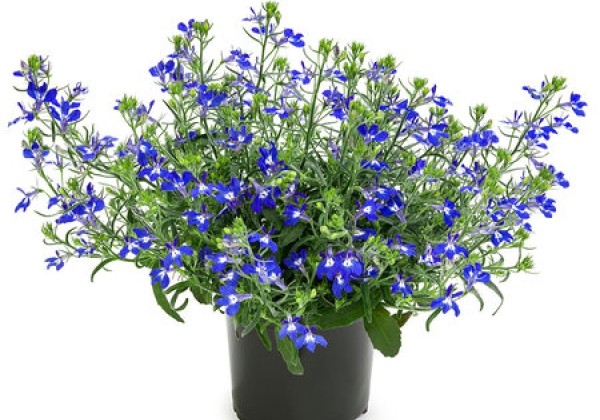 Lobelia erinus  Hot Blue