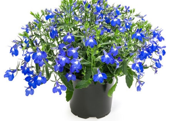 Lobelia erinus  Hot Giant Blue