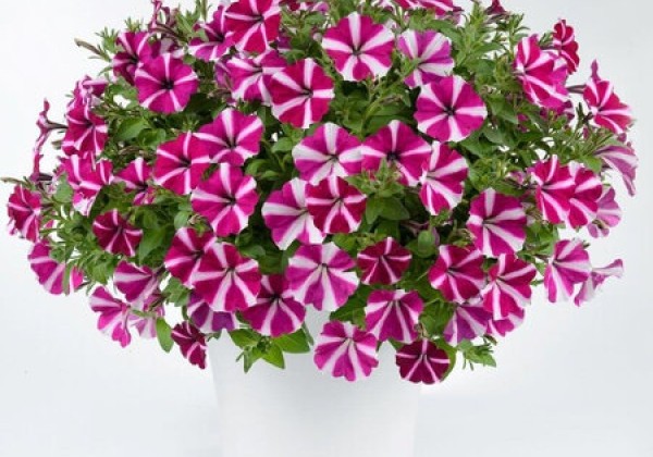 Petunia hybrida Amore Joy