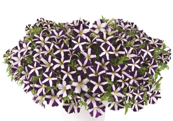 Petunia hybrida Amore Purple