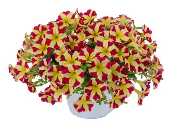 Petunia hybrida Amore Queen Of Hearts