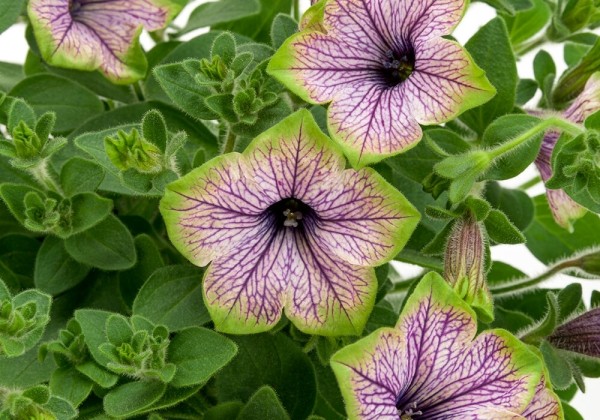 Petunia hybrida Tea Purp. Vein Green Edge petn.