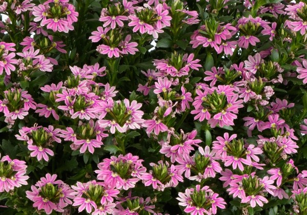 Scaevola aemula  Touch Baby Pink