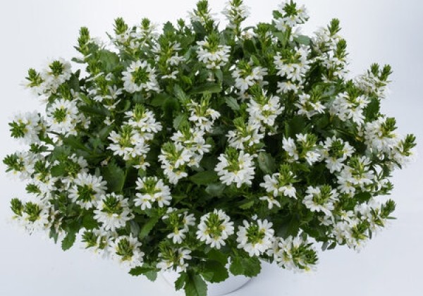 Scaevola aemula  Touch White