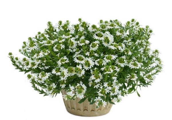 Scaevola aemula  Blessing White