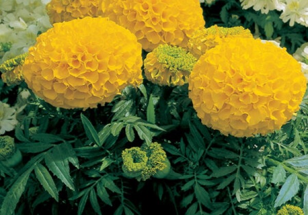Tagetes erecta Antigua Gold