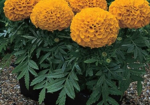 Tagetes erecta Antigua Orange