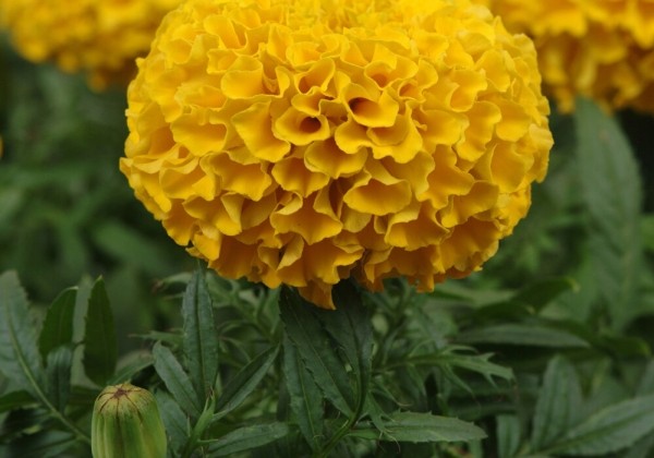 Tagetes erecta Taishan Gold