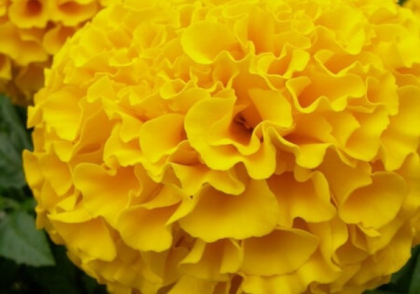 Tagetes erecta Taishan Gold