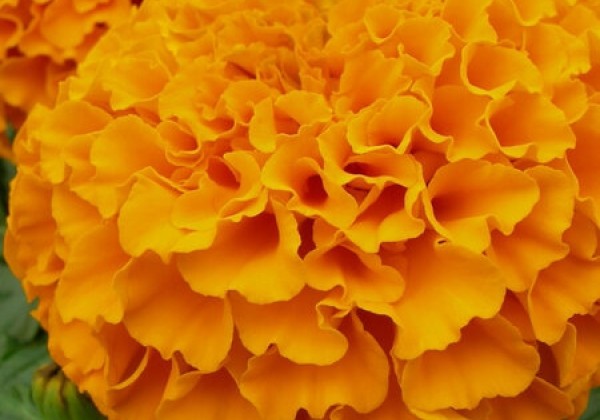 Tagetes erecta Taishan Orange