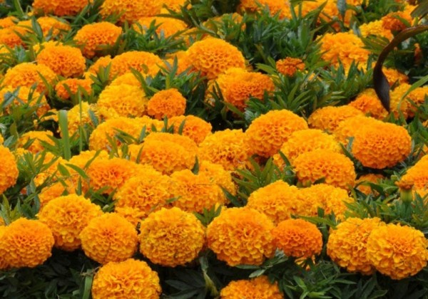 Tagetes erecta Taishan Orange