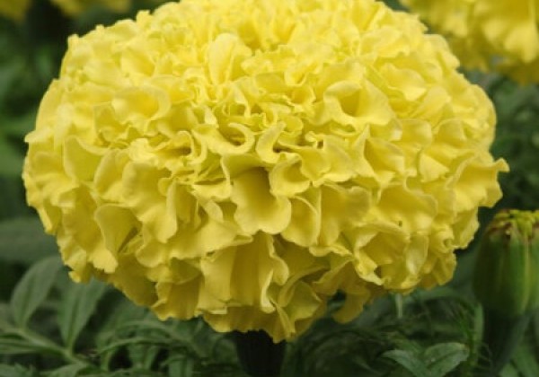 Tagetes erecta Taishan Yellow