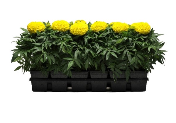 Tagetes erecta Taishan Yellow