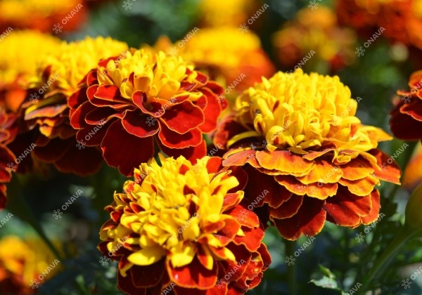 Tagetes patula Super Hero Spry