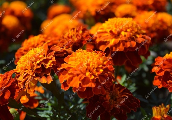 Tagetes patula Super Hero Harmony