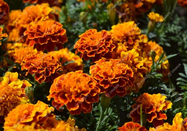 Tagetes patula Super Hero Orange Bee