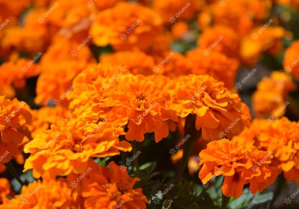 Tagetes patula Super Hero Orange