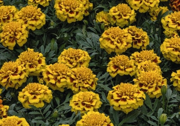 Tagetes patula Super Hero Yellow Bee