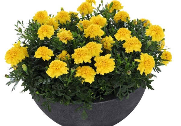 Tagetes patula Super Hero Deep Yellow