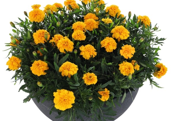 Tagetes patula Super Hero Gold