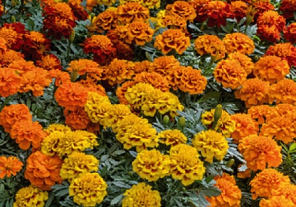 Tagetes patula Super Hero MIX