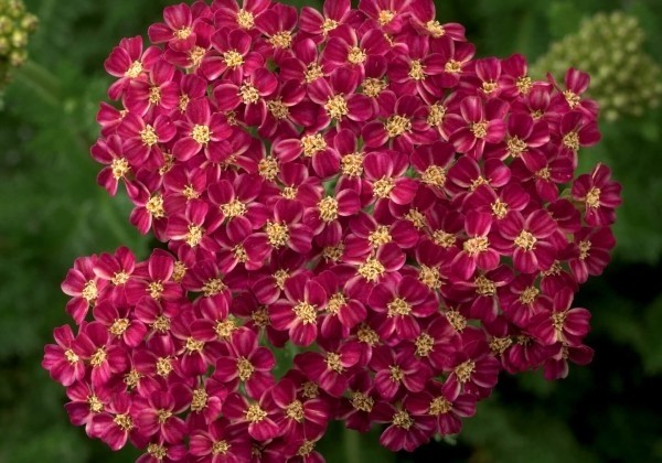 Achillea millefolium Desert Eve Deep Rose