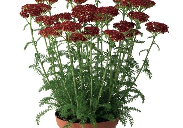 Achillea millefolium Desert Eve Red