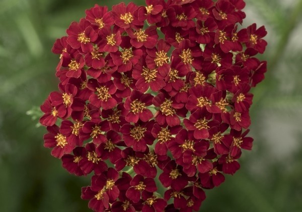 Achillea millefolium Desert Eve Red