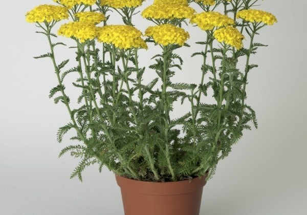 Achillea millefolium Desert Eve Yellow
