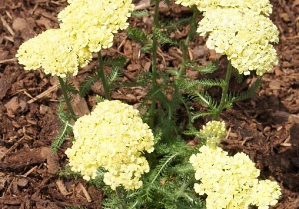 Achillea millefolium Desert Eve Light Yellow