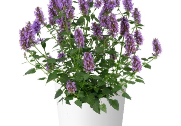 Agastache foeniculum Celestia