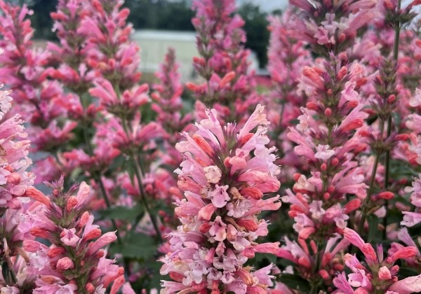 Agastache aurantiace Pink Pearl