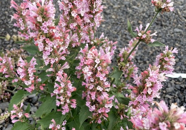 Agastache aurantiace Pink Pearl