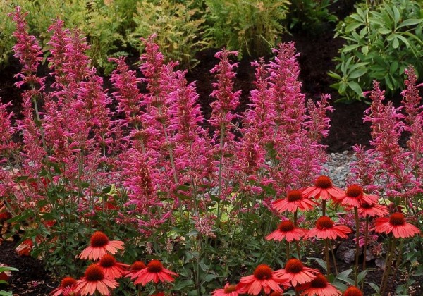 Agastache aurantiace Morello