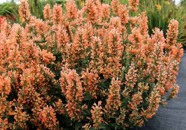 Agastache aurantiace Peach Pearl