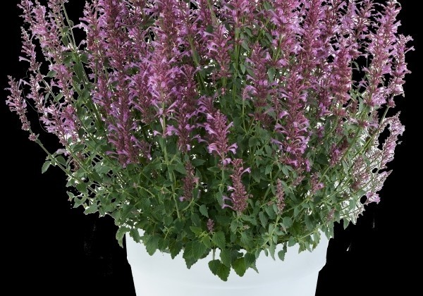 Agastache aurantiace Sunny Sparks Pink