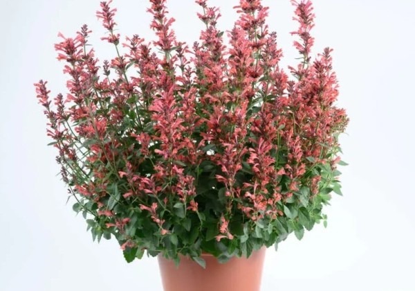 Agastache aurantiace Sunny Sparks Punch