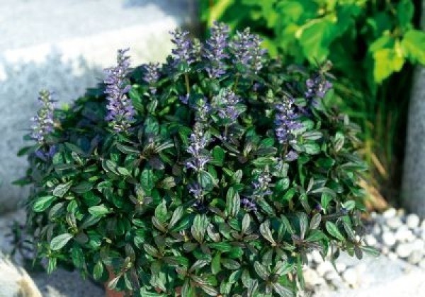 Ajuga reptans Mahogany
