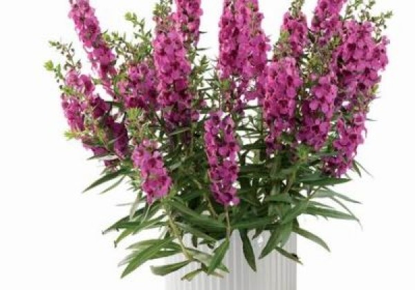 Angelonia angustifolia Alonia Big Dark Pink | Jaunstādi | Onava.lv