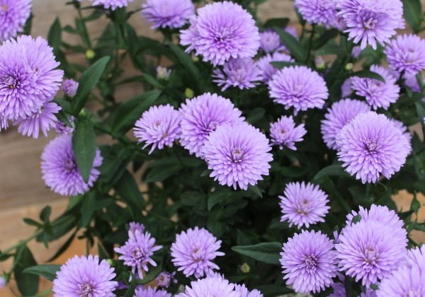 Aster novi-belgii  Mystery Lady Andrea