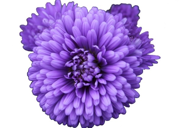 Aster novi-belgii Mystery Lady Eva