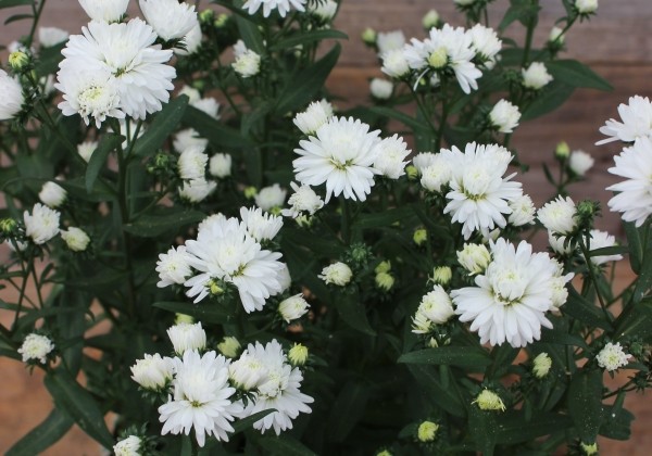 Aster novi-belgii Mystery Lady Jessica