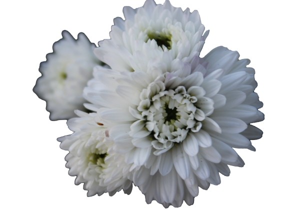 Aster novi-belgii Mystery Lady Jessica
